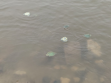 半导体芯片封装，，，，，，砂轮划片机施展着主要的作用！